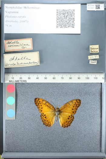 Media type: image;   Entomology 158971
